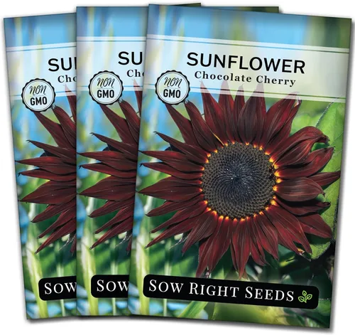 Sow Right Seeds - Semillas de girasol de cereza y chocolate para plantar - Paquete de reliquia sin OMG con instrucciones para cultivar - Hermosa