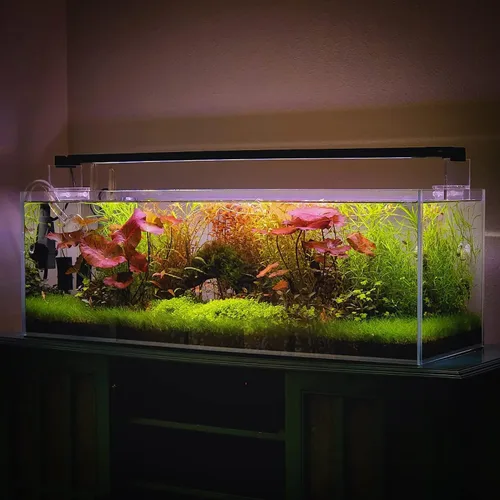 Miniatura 6 de Planta viva SubstrateSource - Hierba enana Eleocharis Belem cultivada en tejidos acuáticos para acuario - 100% libre de caracoles en copa in vitro