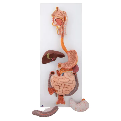 Miniatura 2 de 3B Scientific Sistema digestivo K21 3 parte - 3B Smart Anatomy