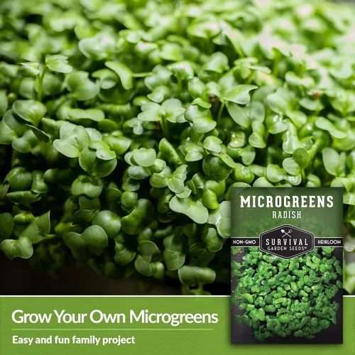 Miniatura 4 de 1 paquete de semillas de rábano para plantar y cultivar – Planta microvegetales de hoja verde en interiores – Cultiva tu propio mini jardín