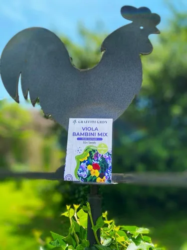 Miniatura 2 de Mezcla de semillas de bambú de viola multicolor, más de 50 semillas para plantar sin OMG