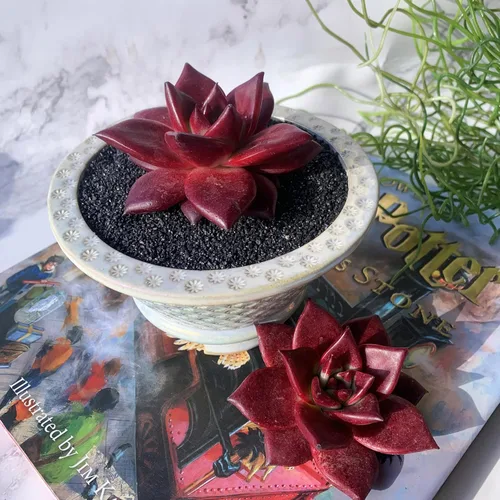Miniatura 5 de Echeveria Agavoides v Romeo Rubin Grandes Plantas Suculentas Vivas Raras, 1 Cabeza 2-2.5" Raíz Desnuda Sin Maceta y Tierra, Decoración de Jardín