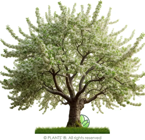 Miniatura 3 de Cerezo Negro Silvestre Semillas Premium Prunus serotina 'Spring' Plants' (Premium Seeds, 100)