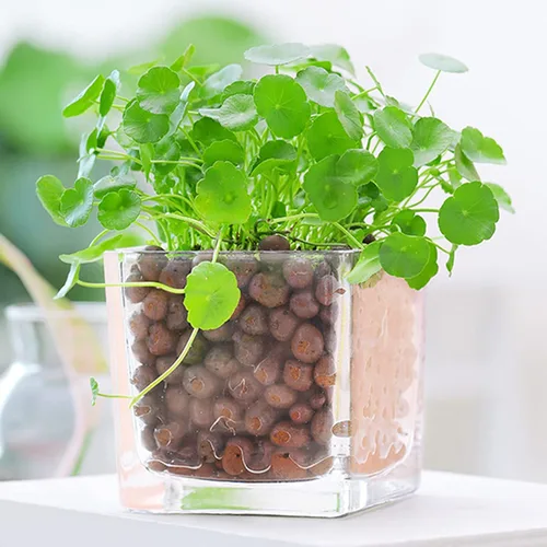 Miniatura 3 de Leca - Guijarros de arcilla expandida de 1 libra, medios de cultivo para plantas de interior, suministros de sistema de jardinería de cultivo