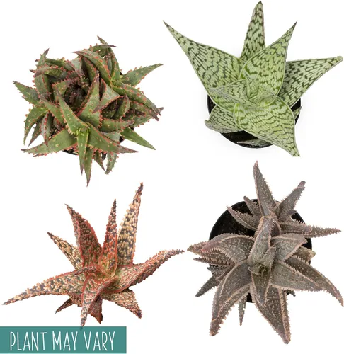 Miniatura 7 de Plantas suculentas de aloe vivo, plantas de aloe estrella viven con maceta blanca, plantas suculentas viven en una mezcla de tierra para macetas