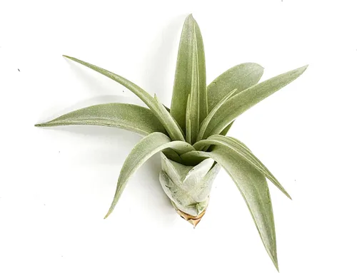 ragnaroc Planta de aire vivo – Tillandsia Xerographica Pup, regular 2-4 pulgadas – 1 unidad – Ideal para regalos y regalos, plantas de interior
