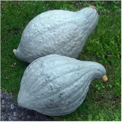 Everwilde Farms - Semillas de calabaza de invierno Hubbard azul orgánico de 1 onza - Paquete Gold Vault