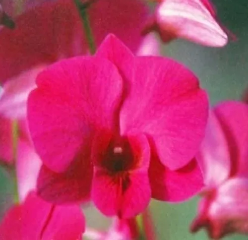 Miniatura 4 de Dendrobium - Plantas hawaianas para orquídeas, 2 unidades, 4-6 pulgadas, de altura enraizada en maceta de 2.5 pulgadas, sin floración, D2