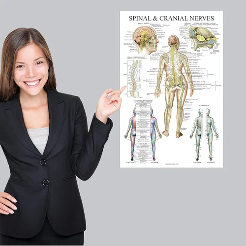 Miniatura 5 de Paquete de 2: Nervios espinales y craneales + juego de carteles de anatomía de la columna vertebral - Juego de 2 gráficos anatómicos - Laminado