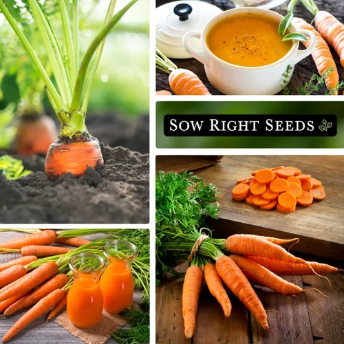 Miniatura 5 de Sow Right Seeds - Semillas de zanahoria Scarlet Nantes a granel para plantar - 0.25 oz, 5000 semillas - Paquete jumbo de reliquia sin OMG