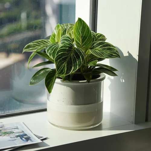 Miniatura 5 de Maceta auto-regante Phoenix Vine de 6 pulgadas, diseño en terracota blanca para plantas, maceta cilíndrica de terracota interior con jarrón de Blanco