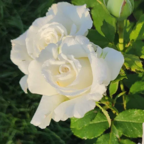 Miniatura 3 de Planta de rosa viva para plantar en interiores y exteriores, 5-10 pulgadas de alto, flores fragantes bien enraizadas, arbusto de rosas (rosa blanca)