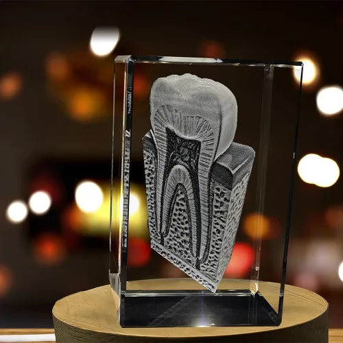 Miniatura 3 de Tooth are Recuerdo de cristal grabado en 3D Regalo para dentista Coleccionable Recuerdo Regalo personalizado de fotos de cristal 3D