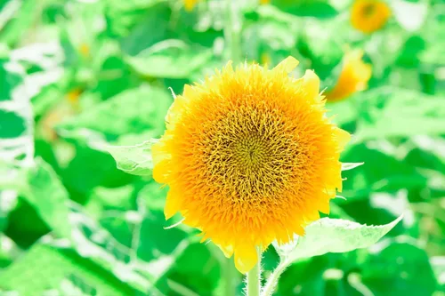 Miniatura 4 de Más de 500 semillas de girasol mixtas para plantar (más de 17 variedades, mezcla loca), interior y exterior, paquete a granel, reliquia, sin OMG