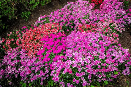Miniatura 4 de 1000 Pinks chinos (rosa de China/rosa arcoíris) Dianthus Chinensis semillas de flores