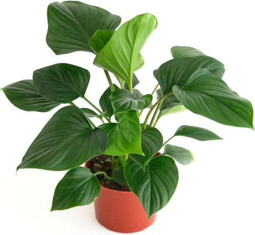 Miniatura 5 de Shop Succulents Calathea Concinna Freddie, planta de interior viva, planta tropical de interior de fácil cuidado en maceta de vivero, planta