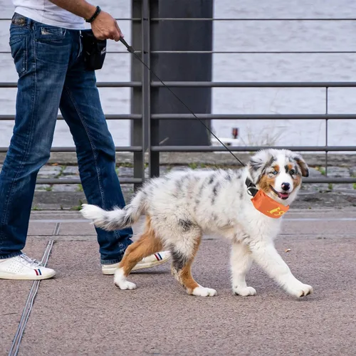 Miniatura 2 de NAMSAN Collar de correa retráctil para perros pequeños a medianos, collar de perro con correa retráctil integrada, todo en uno, ajustable, naranja