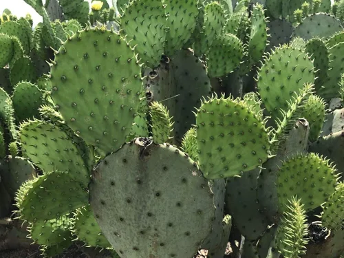 Creation Cultivated - Planta de cactus de tuna oriental (1 almohadilla de corte) / Opuntia humifusa/cactus vivo/cactus resistente al invierno - Zona