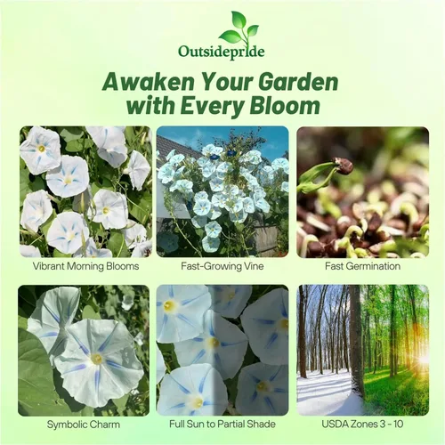 Miniatura 2 de Outsidepride Ismay Morning Glory Seeds - 250 unidades Semillas de flores anuales, trepadoras y enredaderas para plantar flores azul claro, ideales