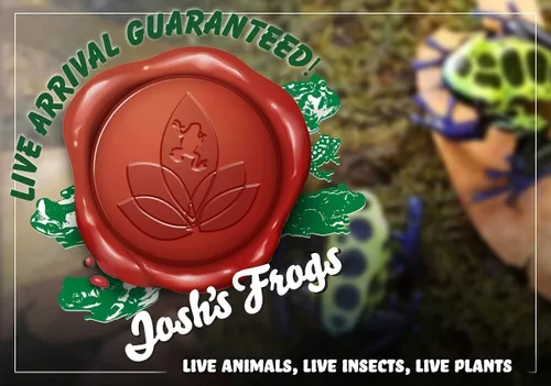 Miniatura 4 de Josh's Frogs Hoya - Planta de cera (flor de cera común)