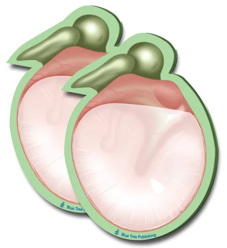 Miniatura 6 de Notas Adhesivas de Anatomía