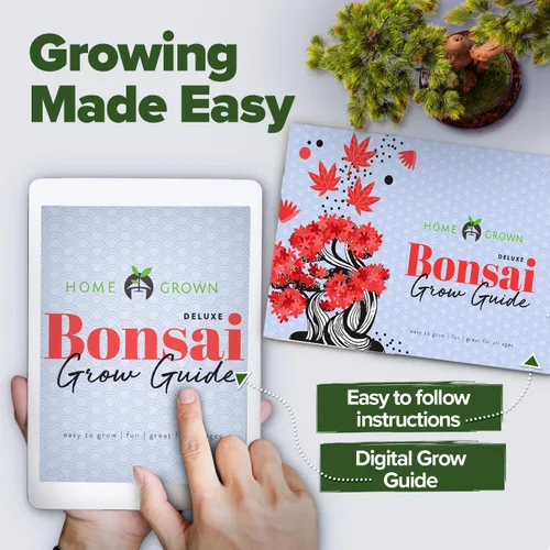 Miniatura 8 de HOME GROWN Kit de Árbol Bonsái – Juego Inicial Premium de Cerámica con 4 Variedades de Bonsái – Fácil Regalo de Jardinería Interior para Hombres
