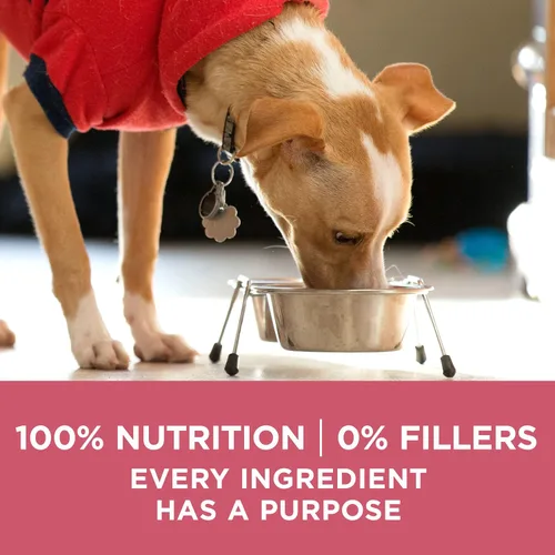 Miniatura 10 de Purina ONE Alimento seco natural para perros con estómago sensible, fórmula +Plus para piel y pelaje, bolsa de 16.5 libras