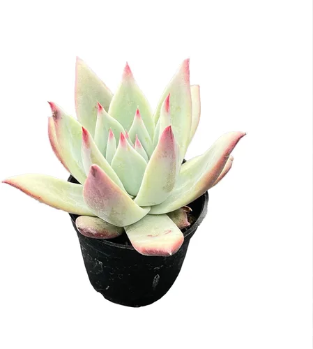 Miniatura 2 de Suculenta viva x Pachyveria 'Clavifolia', aproximadamente 2 pulgadas de gran tamaño, suculentas en maceta, totalmente enraizadas, plantas