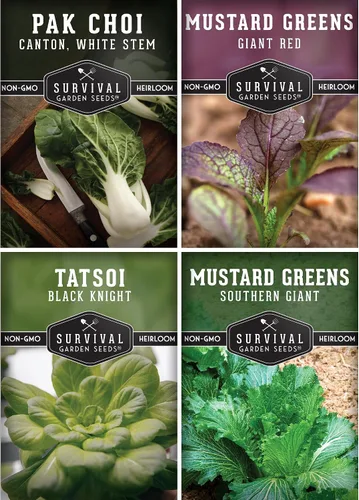 Semillas de color verde mostaza para plantar, paquete variado de 4 hojas verdes tradicionales | Tatsoi, Southern Giant, Giant Red, Pak Choi Mustard