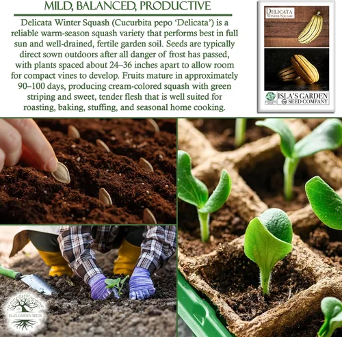 Miniatura 5 de Semillas de calabaza de invierno "Delicata" para plantar, más de 25 semillas tradicionales por paquete, semillas de jardín de Isla