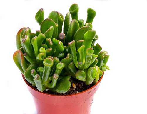 Miniatura 2 de Planta suculenta crassula viva - Suculenta crassula de 4 pulgadas totalmente arraigada (Crassula Gollum)