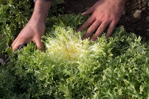 Miniatura 3 de Semillas Endive Lechuga Amarillo Corazón Rizado Frisee 50 Días para Ensalada Vegetales No OGM para Plantar 700 Semillas