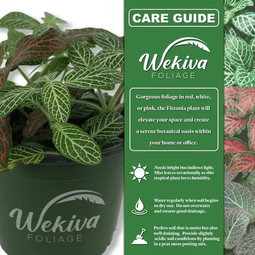 Miniatura 3 de Red Fittonia - Planta nerviosa – Plantas vivas en una maceta de cultivo de 3 pulgadas – Fittonia Albivenis – Follaje compacto y colorido de mosaico