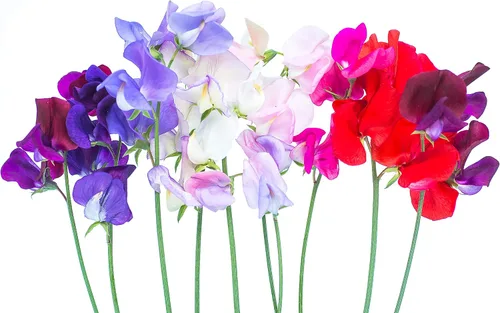 Miniatura 2 de Guisantes Dulces Fragantes 100 Semillas Familia Real (Lathyrus odoratus)