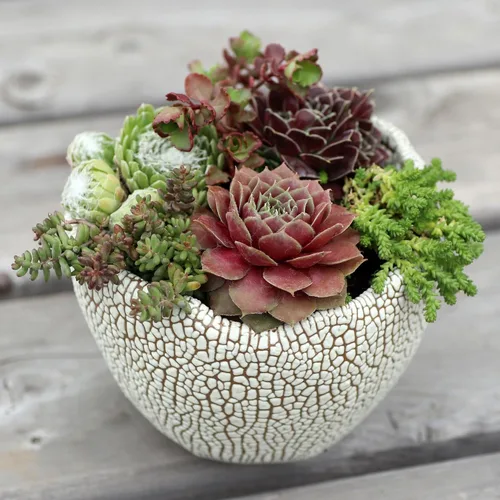 Miniatura 6 de Mountain Crest Gardens Sempervivum - Paquete variado de suculentas – 20 plantas de roseta vivas resistentes, sin repeticiones, enraizadas en macetas