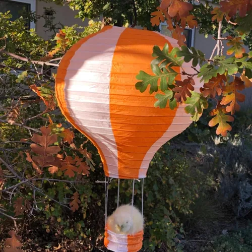 Miniatura 3 de Juego de 6 globos de linternas de papel para decoración de bodas, cumpleaños, compromisos, fiestas de Navidad