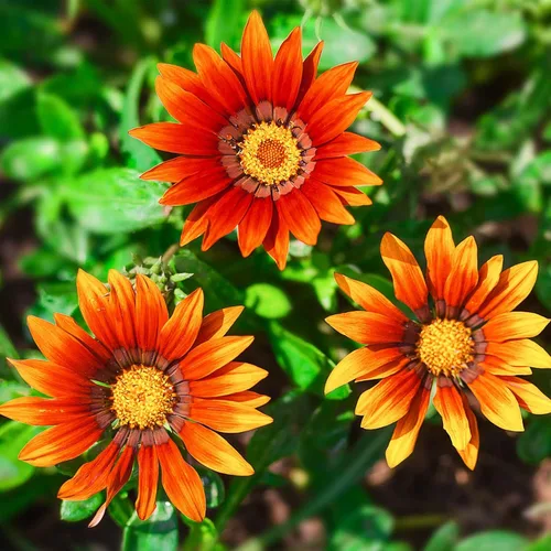 New Day Series Gazania Flower Garden Seeds - Sombras de bronce - 100 semillas - Semillas anuales de jardinería de flores - Gazania splendens Rose