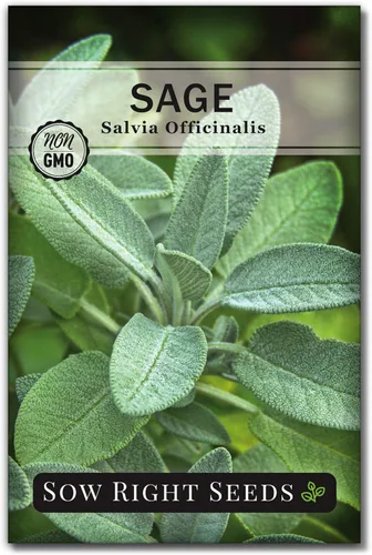 Sow Right Seeds - Semillas de salvia para plantar - Paquete de reliquia sin OMG con instrucciones para plantar y cultivar hierbas de cocina para