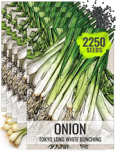 Miniatura 16 de Seed Needs Semillas de cebolla para plantar cebollas de día corto rojo burdeos, semillas de verduras sin tratar y sin OMG para plantar un jardín