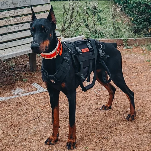 Miniatura 6 de OneTigris Arnés de elevación para perros grandes, soporte de cadera para perros, elevador de cuerpo completo con asas Invictus Chaleco Negro