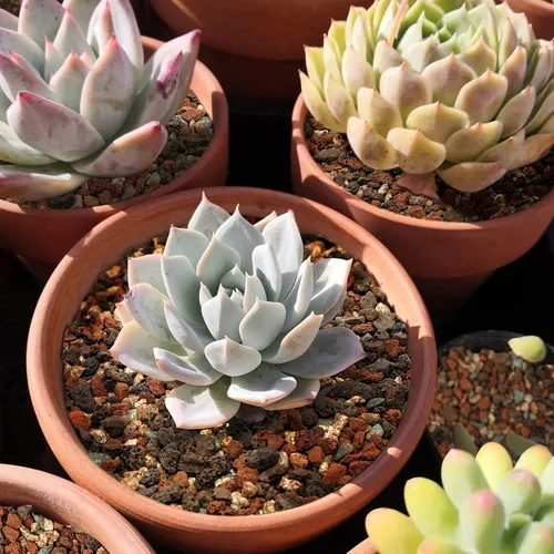 Miniatura 6 de Mezcla de Piedras de Lava Hortícolas Guijarros - Rocas Granuladas Decorativas para Paisajismo, Enmienda de Suelo de Piedra Pómez para Macetas