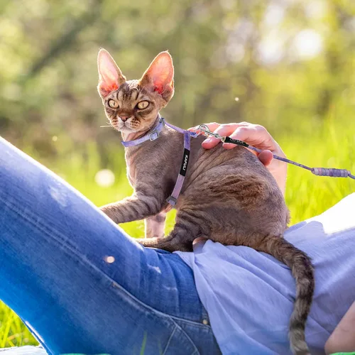 Miniatura 6 de TIESOME Juego de arnés y correa para gato, arnés ajustable degradado para gatito, arnés a prueba de escapes con correa para gatito al aire libre