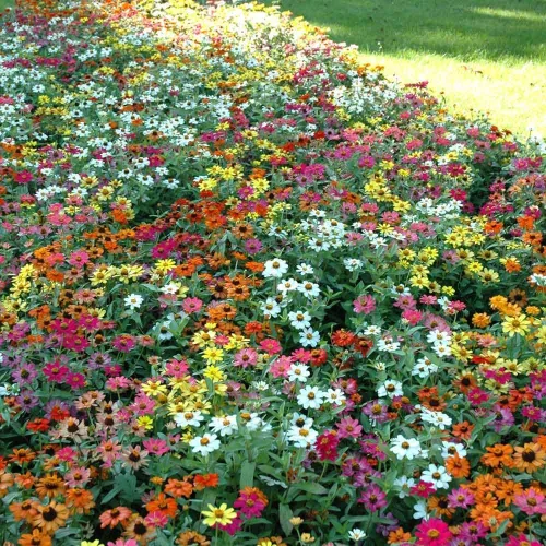 Miniatura 13 de Eden Brothers - Semillas de zinnia, cactus con flores, sin OMG, plantar en primavera, paquete, flores de bajo mantenimiento, zonas 3, 4, 5, 6, 7, 8