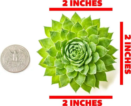 Miniatura 9 de Sempervivum - Plantas suculentas decorativas (5 unidades), plantas vivas de interior, plantas de interior vivas, regalos de jardinería para amantes