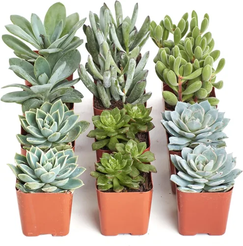 Miniatura 8 de Shop Succulents Paquete de plantas suculentas azules y verdes, colección a granel, mini plantas suculentas vivas, bajo mantenimiento, mezcla