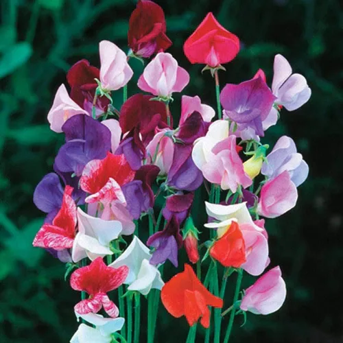 Miniatura 3 de Semillas Flores Sweet Pea Anual - 10 Semillas