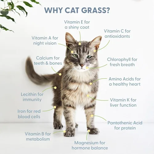 Miniatura 5 de The Cat Ladies Hierba para gatos de interior – Kit de cultivo – Semillas orgánicas de pasto para gatos, contenedores libres de tierra y BPA