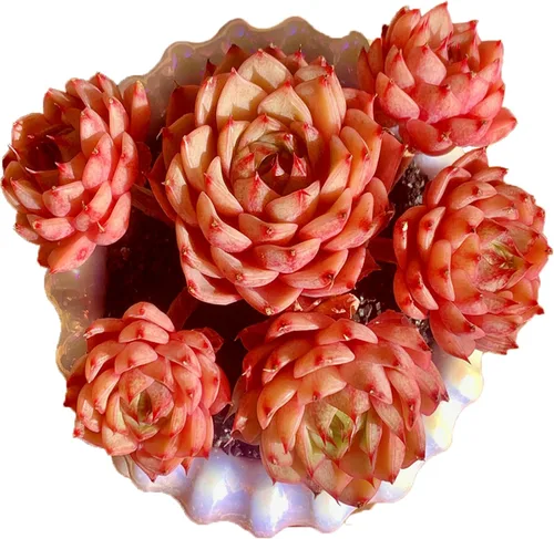 Echeveria Ben Badis - Plantas suculentas vivas raras, planta viva roja de 4 a 5 cabezas de 3 pulgadas, paquete sin maceta y tierra, escritorio de
