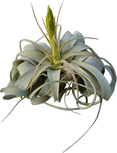 Miniatura 2 de Tillandsia Air Plant Xerographica - Planta de interior exótica grande - Garantía de 30 días (pequeña)