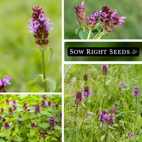 Miniatura 4 de Sow Right Seeds - Sanar todas las semillas para plantar - Prunella vulgaris autocurable - Hierba medicinal tradicional sin OMG - Cultiva tu propio